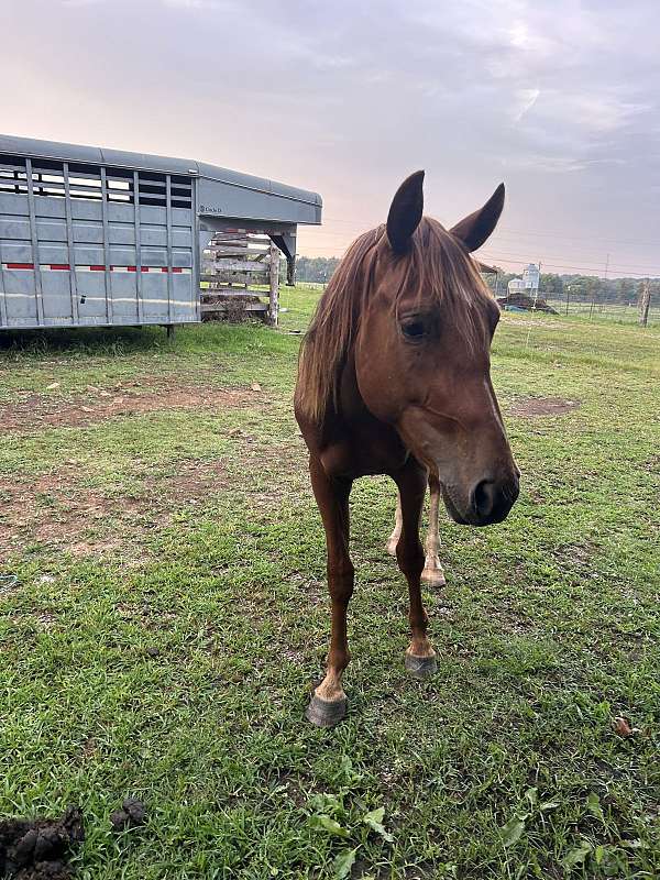 quarter-horse-stallion
