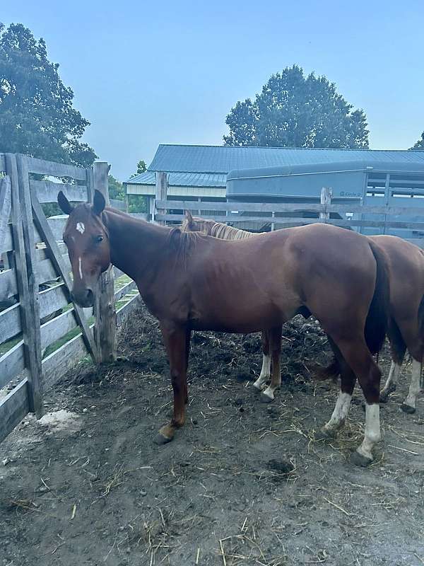 quarter-horse