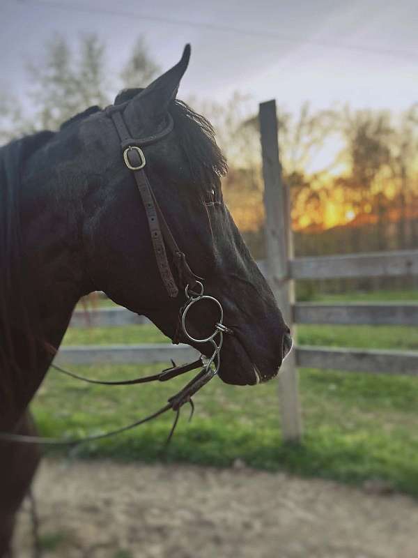 tennessee-walking-gelding