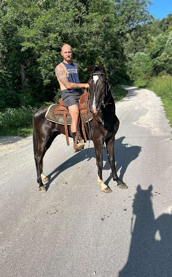 tennessee-walking-horse-for-sale