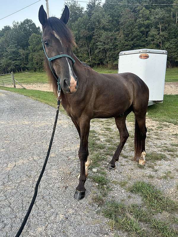 little-kids-tennessee-walking-horse
