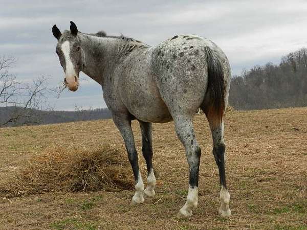 white-with-spots-over-back-hips-horse