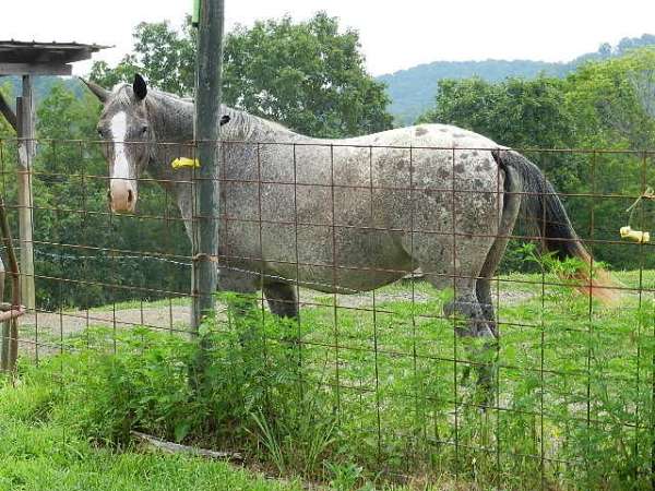 bay-white-with-spots-over-back-hips-horse