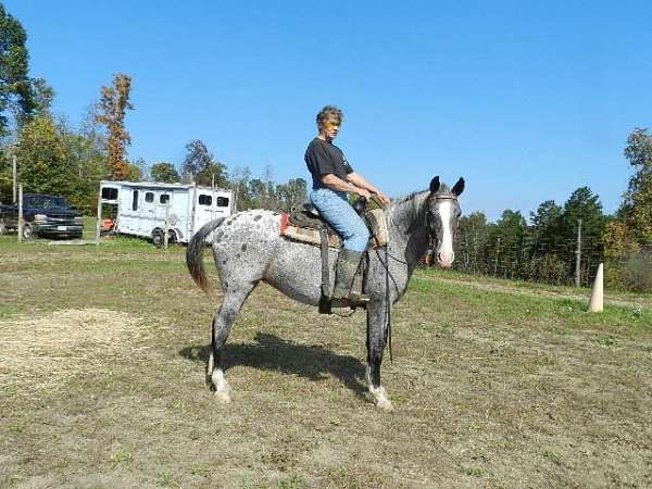 breeding-ridden-western-appaloosa-horse