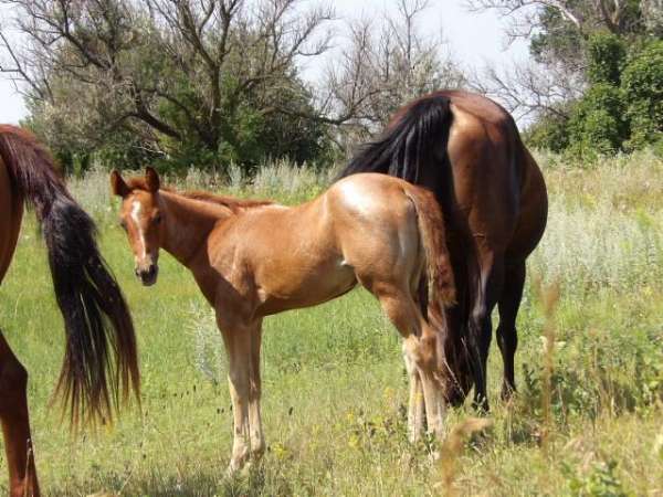 stevie-rey-von-horse