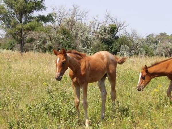stevie-rey-von-filly