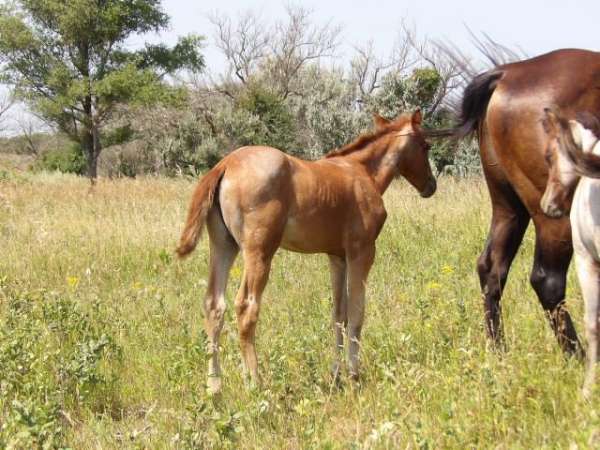dual-rey-filly