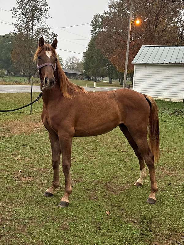 tennessee-walking-mare