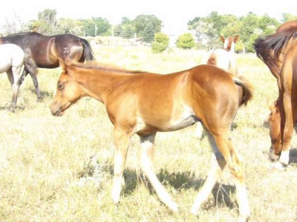 working-pedigree-colt