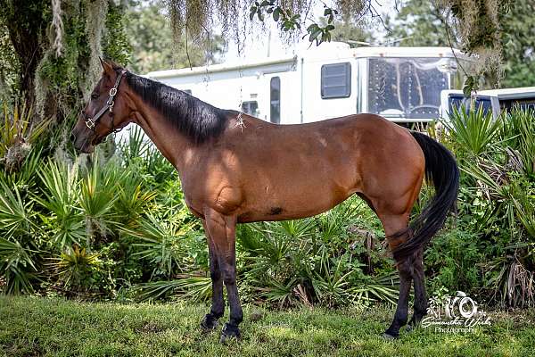 barrel-quarter-pony