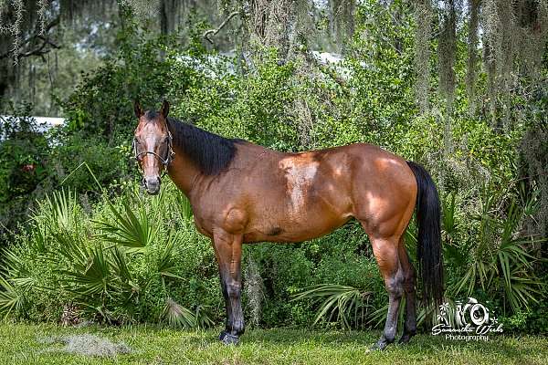 barrel-racing-quarter-pony