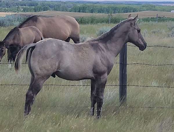 grulla-2-pasterns-horse