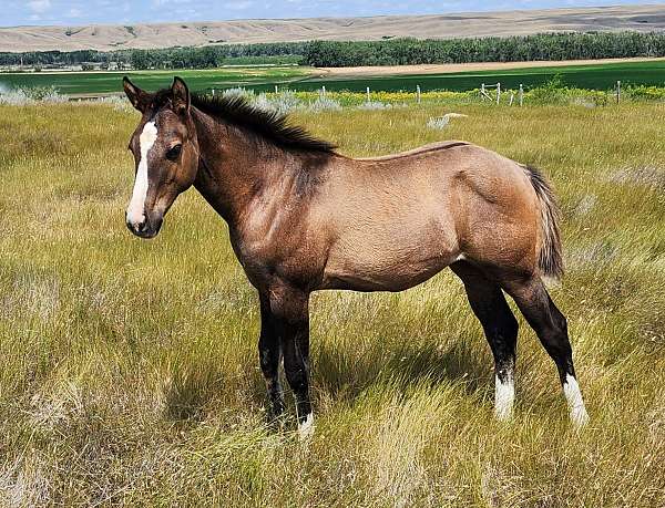 dun-w-blk-points-blaze-4-socks-horse
