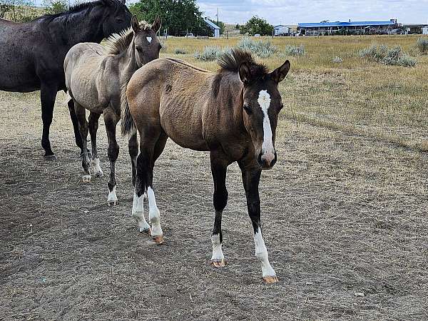 all-around-quarter-horse