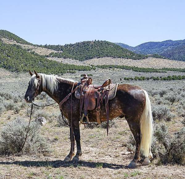 tricks-rocky-mountain-horse