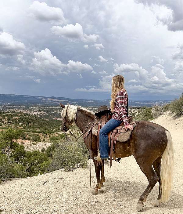 gun-safe-rocky-mountain-horse