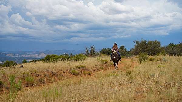 no-spook-rocky-mountain-horse