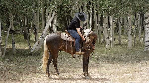 dream-horse-rocky-mountain