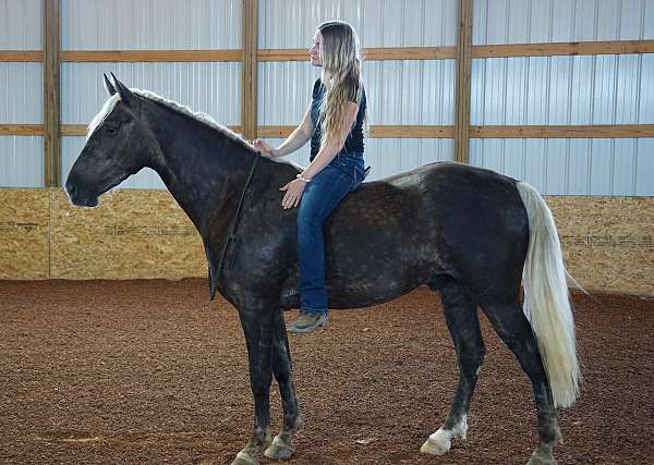 lessons-horse-gelding