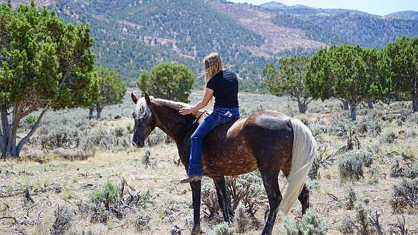 lessons-horse-rocky-mountain
