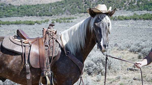 silver-dapple-horse