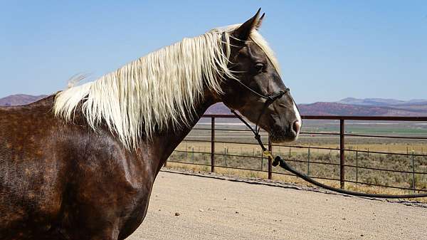 chocolate-silver-dapple-horse