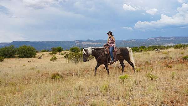 gaited-rocky-mountain-horse