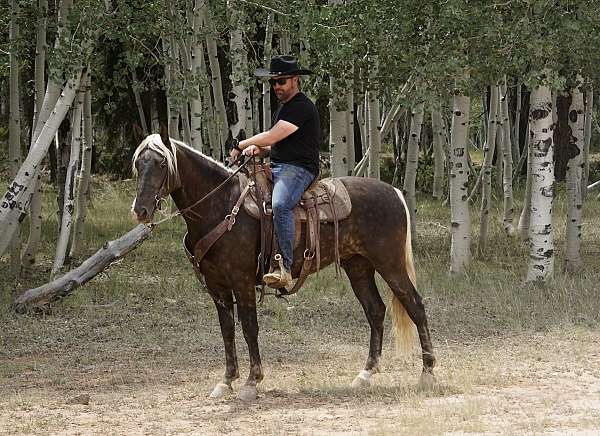 gaited-trail-horse-rocky-mountain