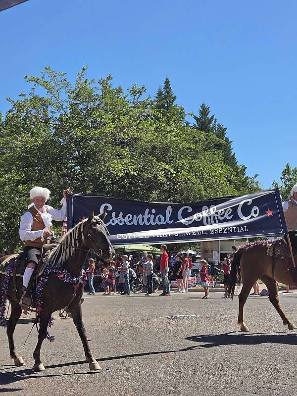 gentle-rocky-mountain-horse
