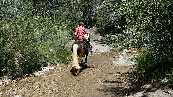 trail-horse-rocky-mountain