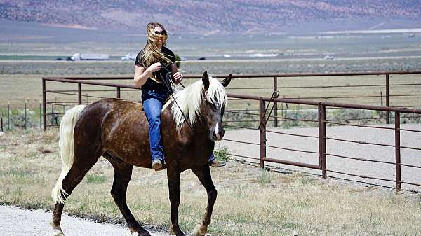 safe-rocky-mountain-horse