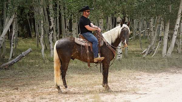beginner-safe-rocky-mountain-horse