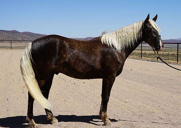 tennessee-walking-horse-rocky-mountain