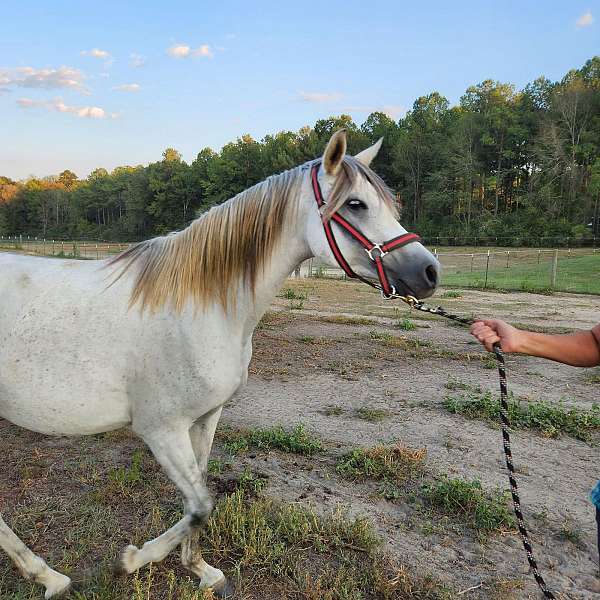 arabian-mare