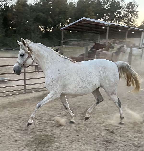 arabian-horse-for-sale