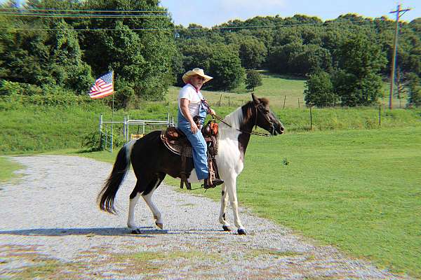 active-missouri-fox-trotter-horse