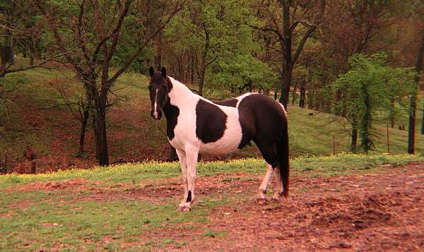 good-temperament-missouri-fox-trotter-horse