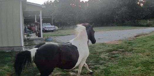 mustang-missouri-fox-trotter-horse