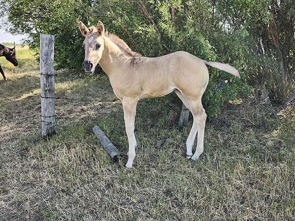 star-silver-gene-horse