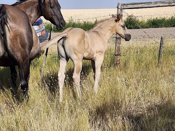grulla-star-silver-gene-horse