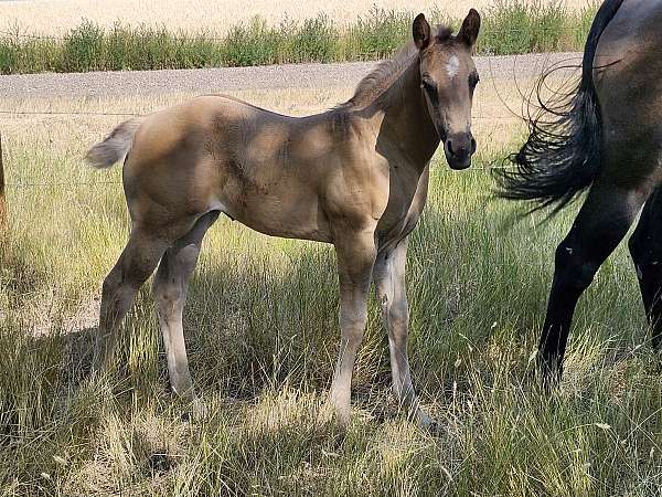 star-silver-gene