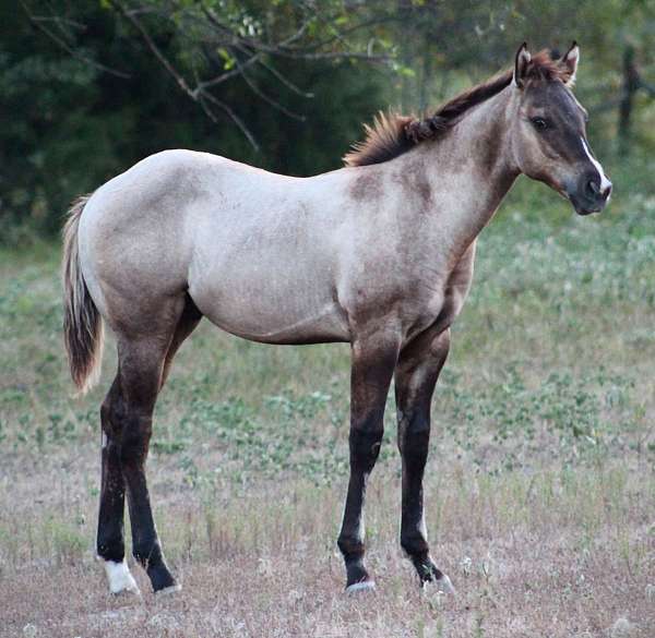 dun-factor-horse