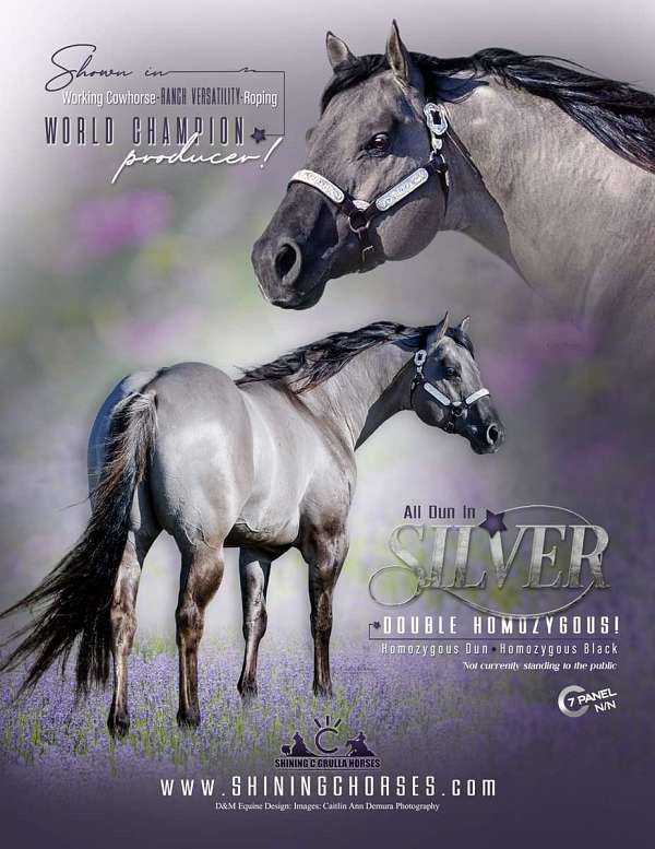 grulla-dun-factor-horse