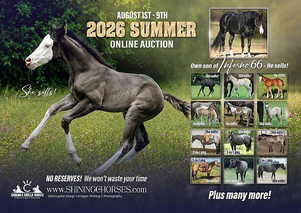 athletic-quarter-horse