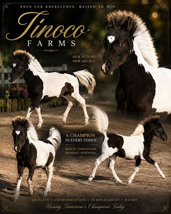 miniature-colt