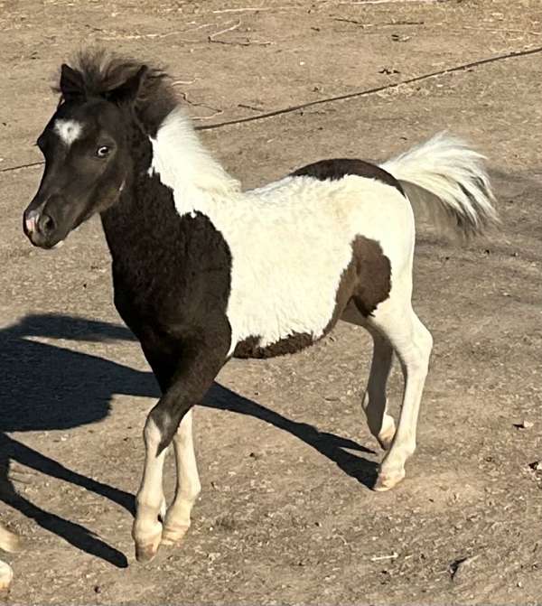 ball-miniature-horse