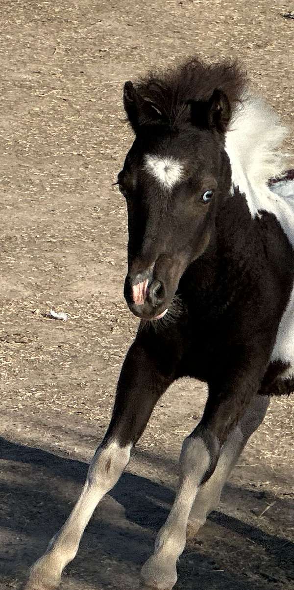 brave-miniature-horse