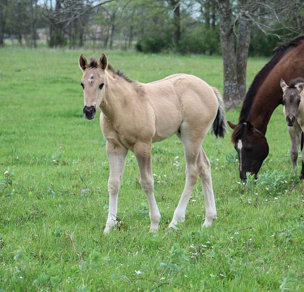 dun-factor-horse