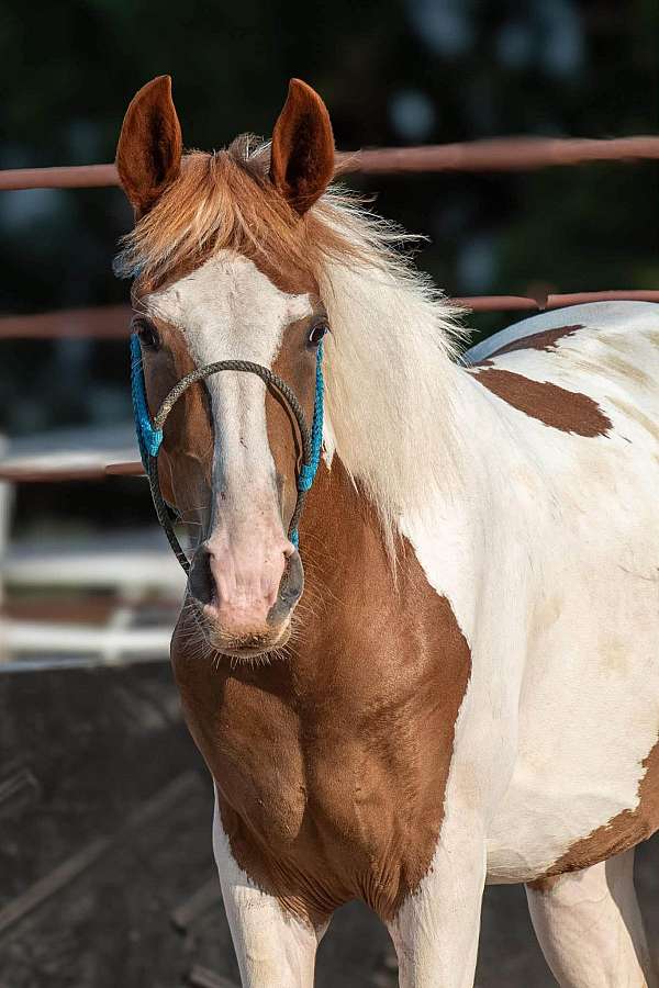 cross-draft-filly-yearling
