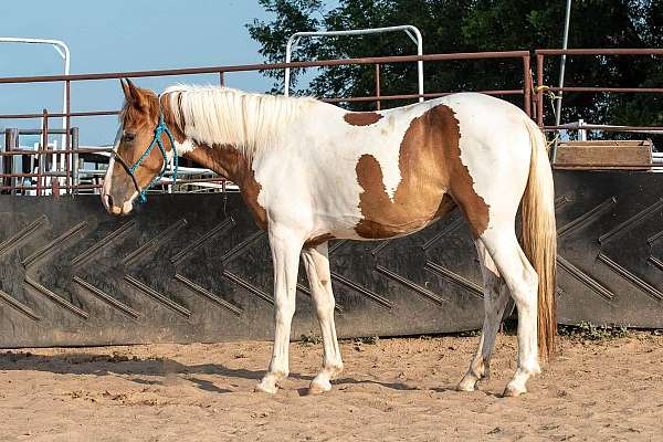 pinto-draft-filly